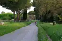 The old Appian Way, a stone road lined with grass and pine trees